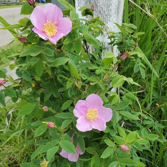 Meet your Posher, Lauren - Picture 1 of 1